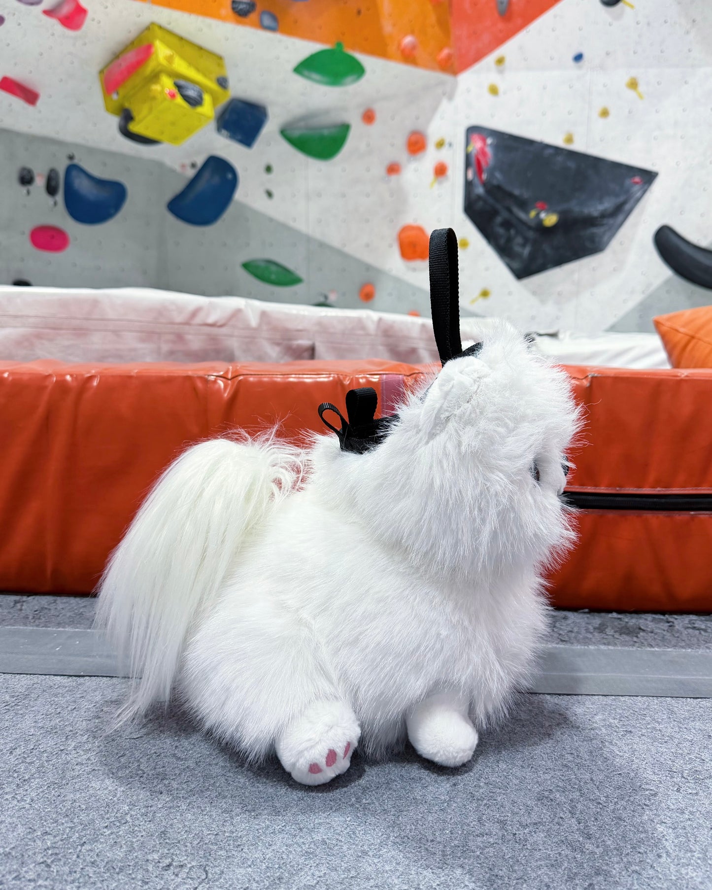 Pomeranian Bouldering Bag : White